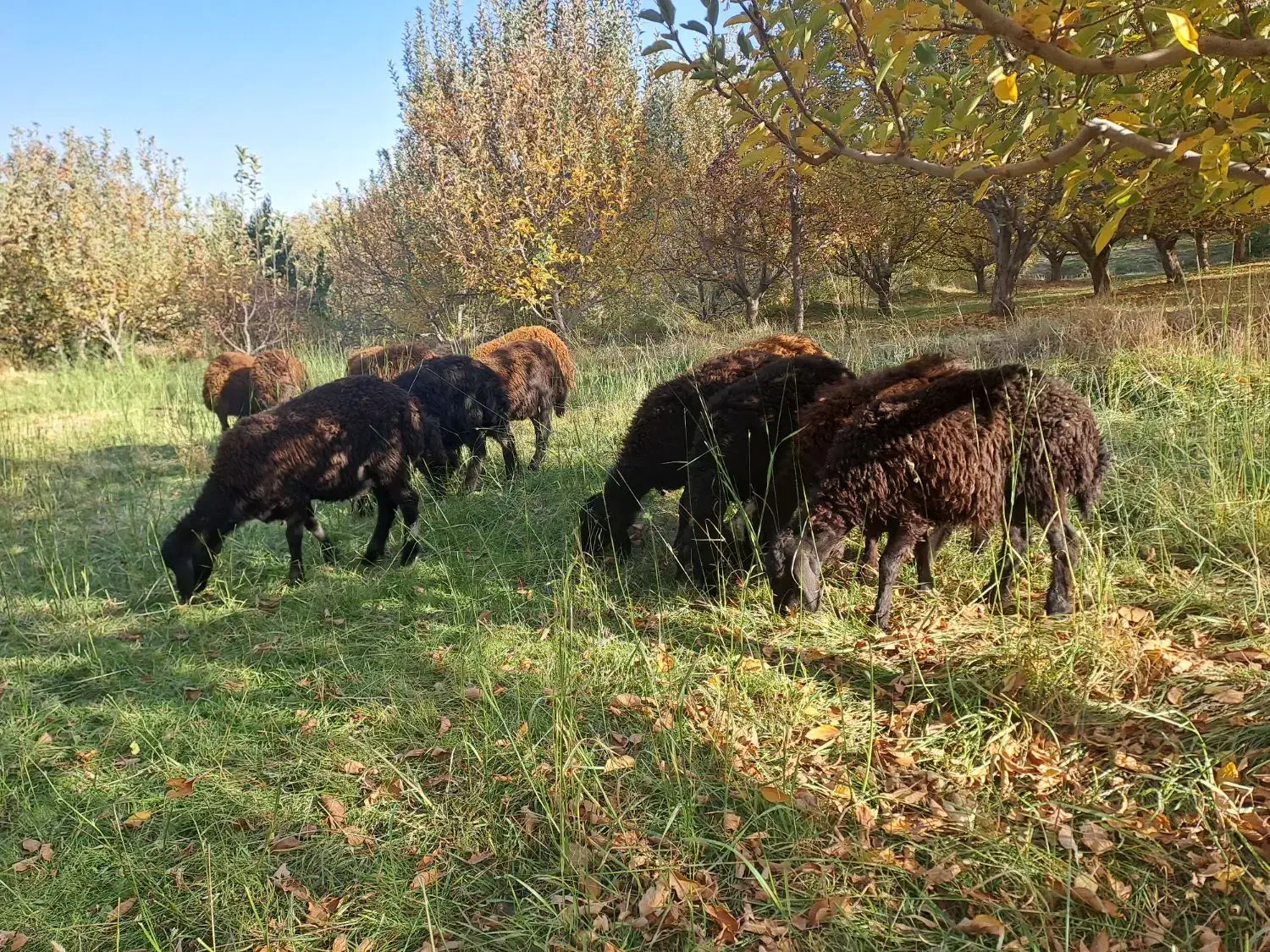 گوسفند بره قزل|حیوانات مزرعه|نظر کهریزی, |دیوار