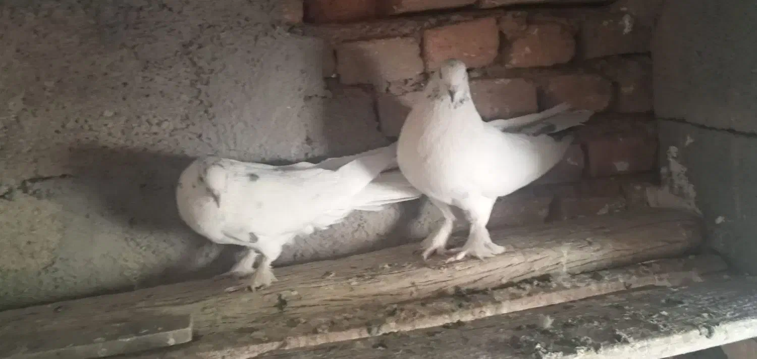 دوجفت مغز دار|پرنده|فارسان, |دیوار