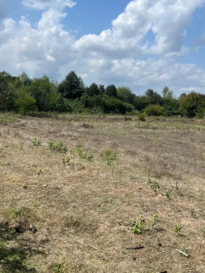 ۱۳۰۰۰ متر زمین ویژه سرمایهگذاری در گیلان|فروش دفتر صنعتی، کشاورزی، تجاری|شفت, |دیوار