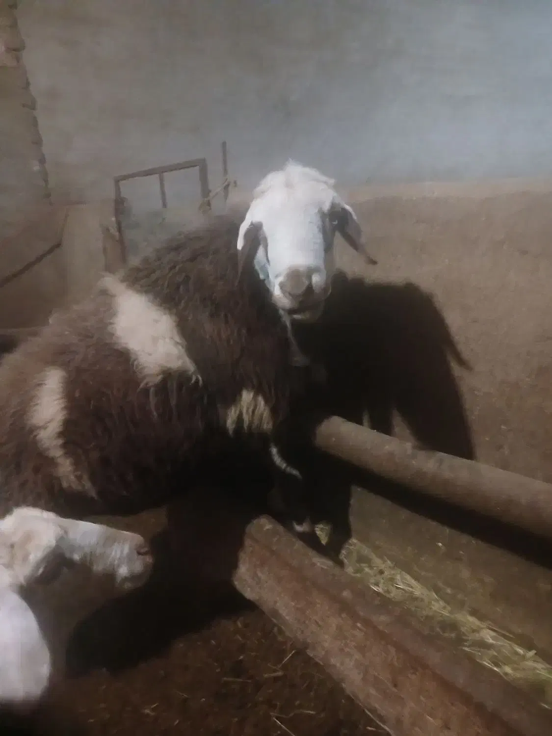 پلنگی قوچ|حیوانات مزرعه|بروجرد, |دیوار