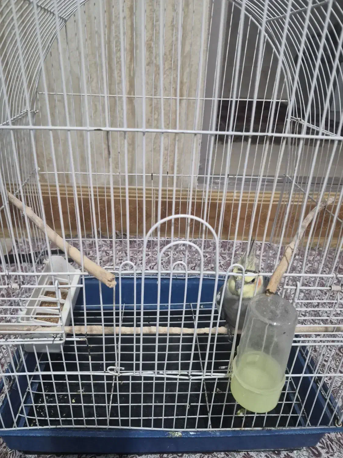 عروس هلندی|پرنده|بجنورد, |دیوار