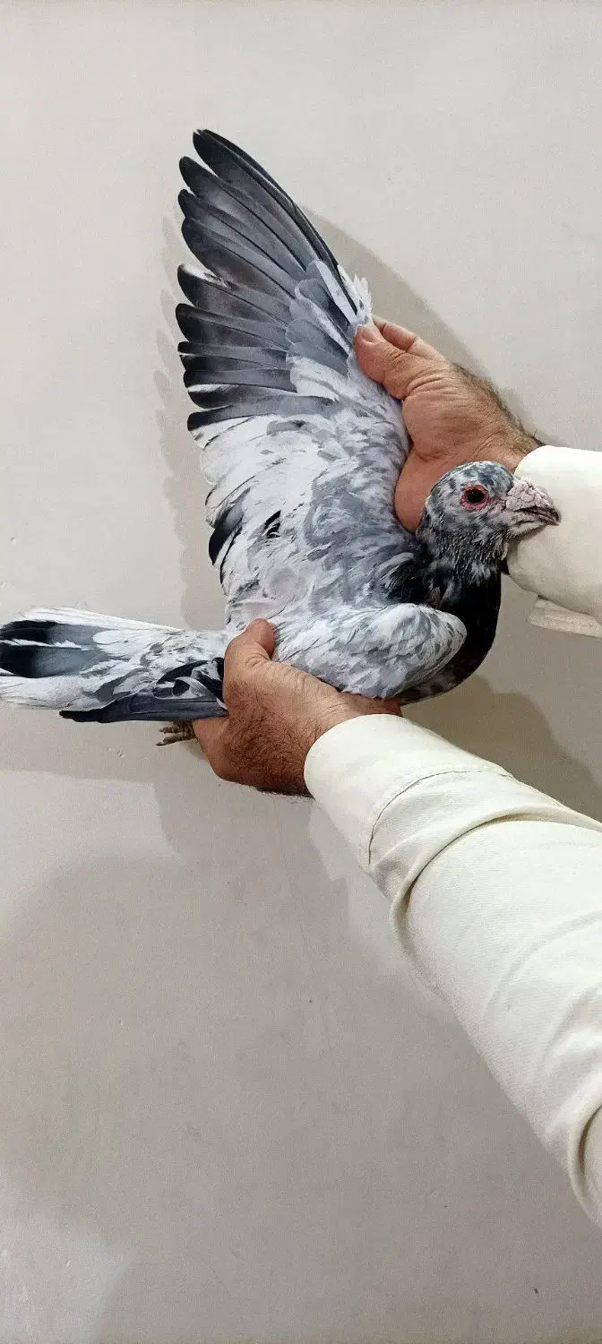 کفترکاشمر|پرنده|کاشمر, |دیوار