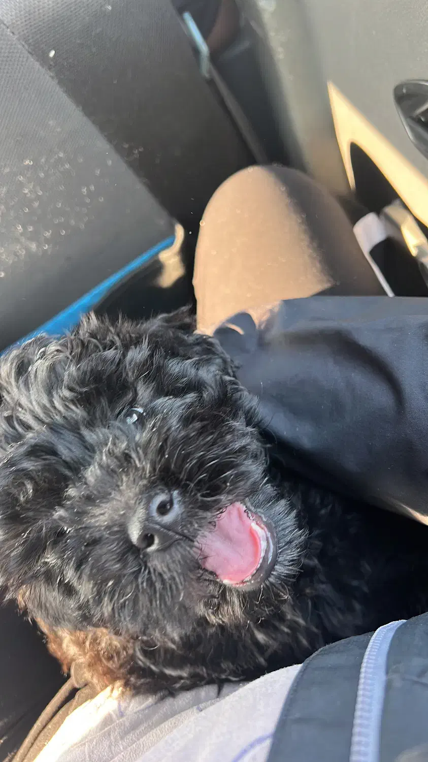 پودل سه ماهه|سگ|تهران, مروارید شهر|دیوار