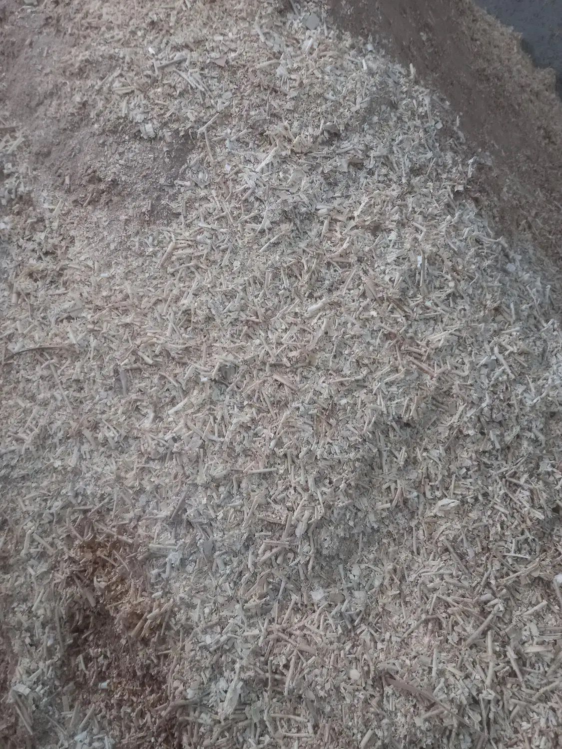 پوشاال|گل و گیاه طبیعی|محمدشهر, محمدشهر|دیوار