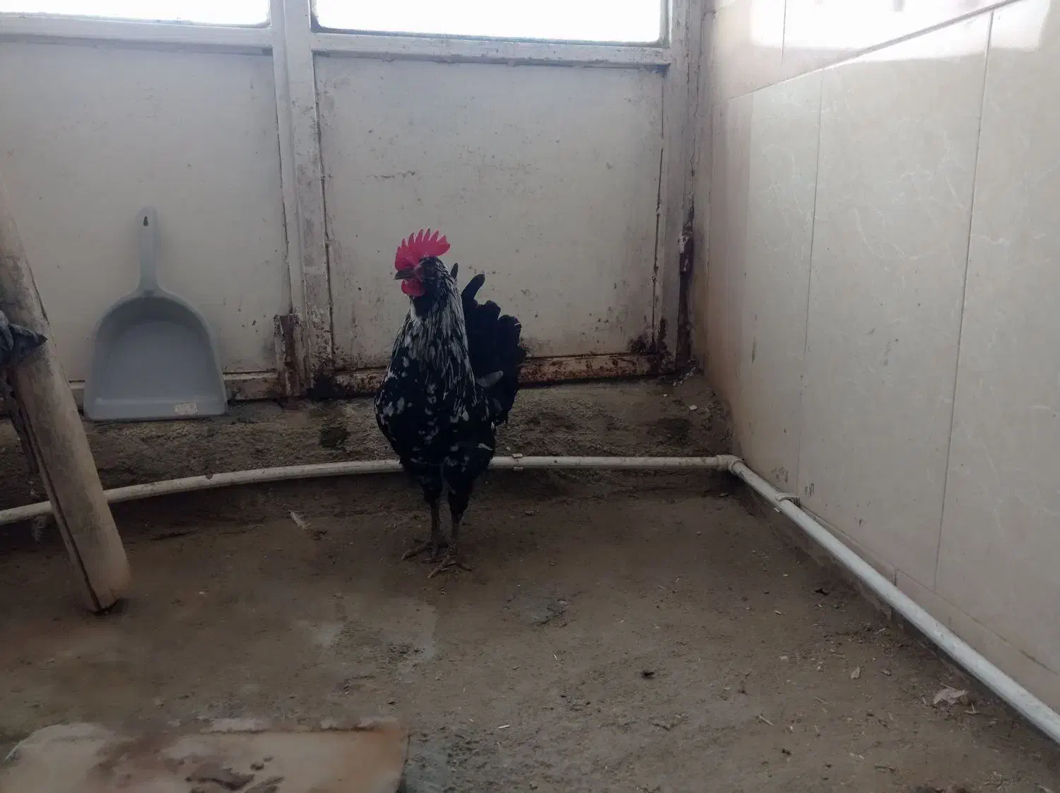 خروس گلین|حیوانات مزرعه|شیروان (خراسان), |دیوار