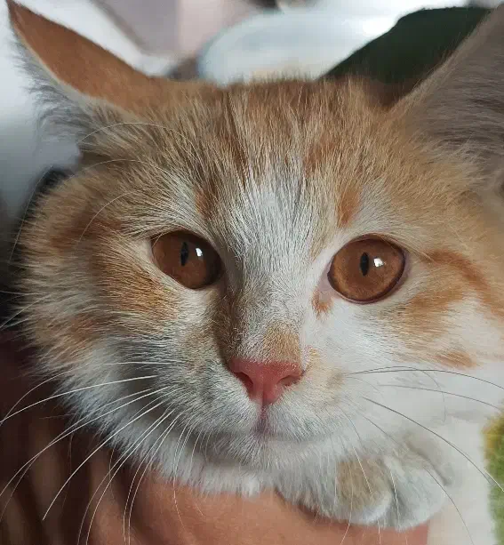 گربه|گربه|یزد, |دیوار