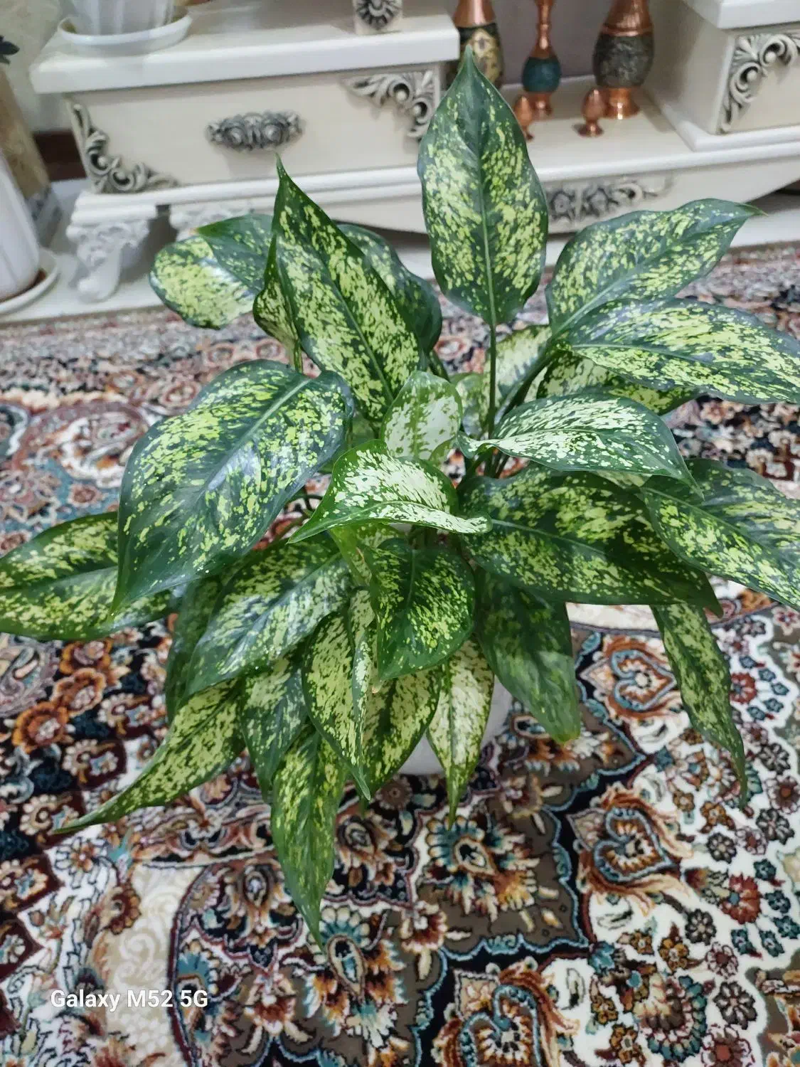 گیاه آگلونما|گل و گیاه طبیعی|گلبهار, شهر جدید گلبهار|دیوار