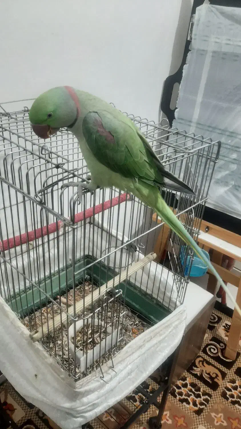 شاه طوطی فوق العاده سخنگو وباهوش ورام ودستی|پرنده|شهریار, شهرک وائین|دیوار