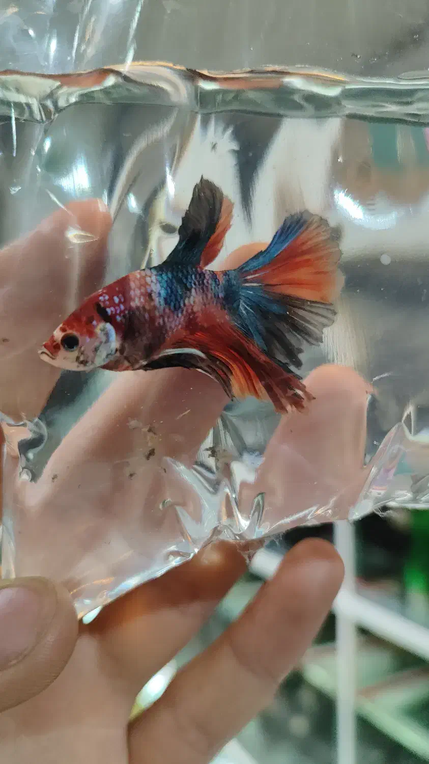 ماهی فایتر های جفت خورده و بالغ برای تکثیر|ماهی|مشهد, ولیعصر (شهرک غرب)|دیوار