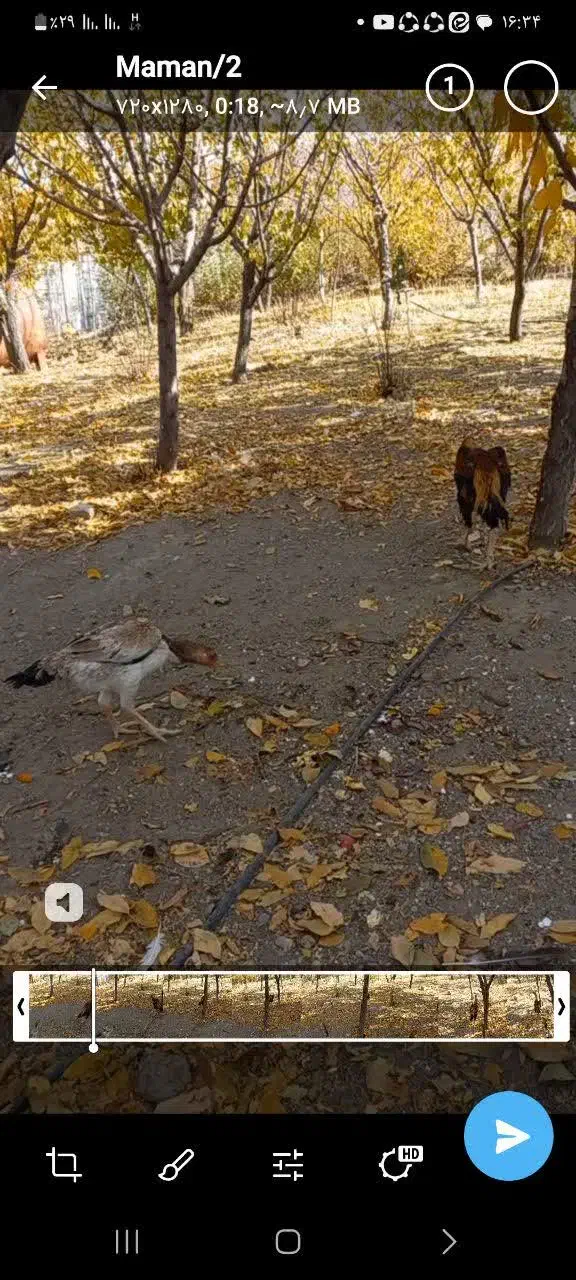 مرغ وخروس لاری اصل|حیوانات مزرعه|بوئین و میاندشت, |دیوار