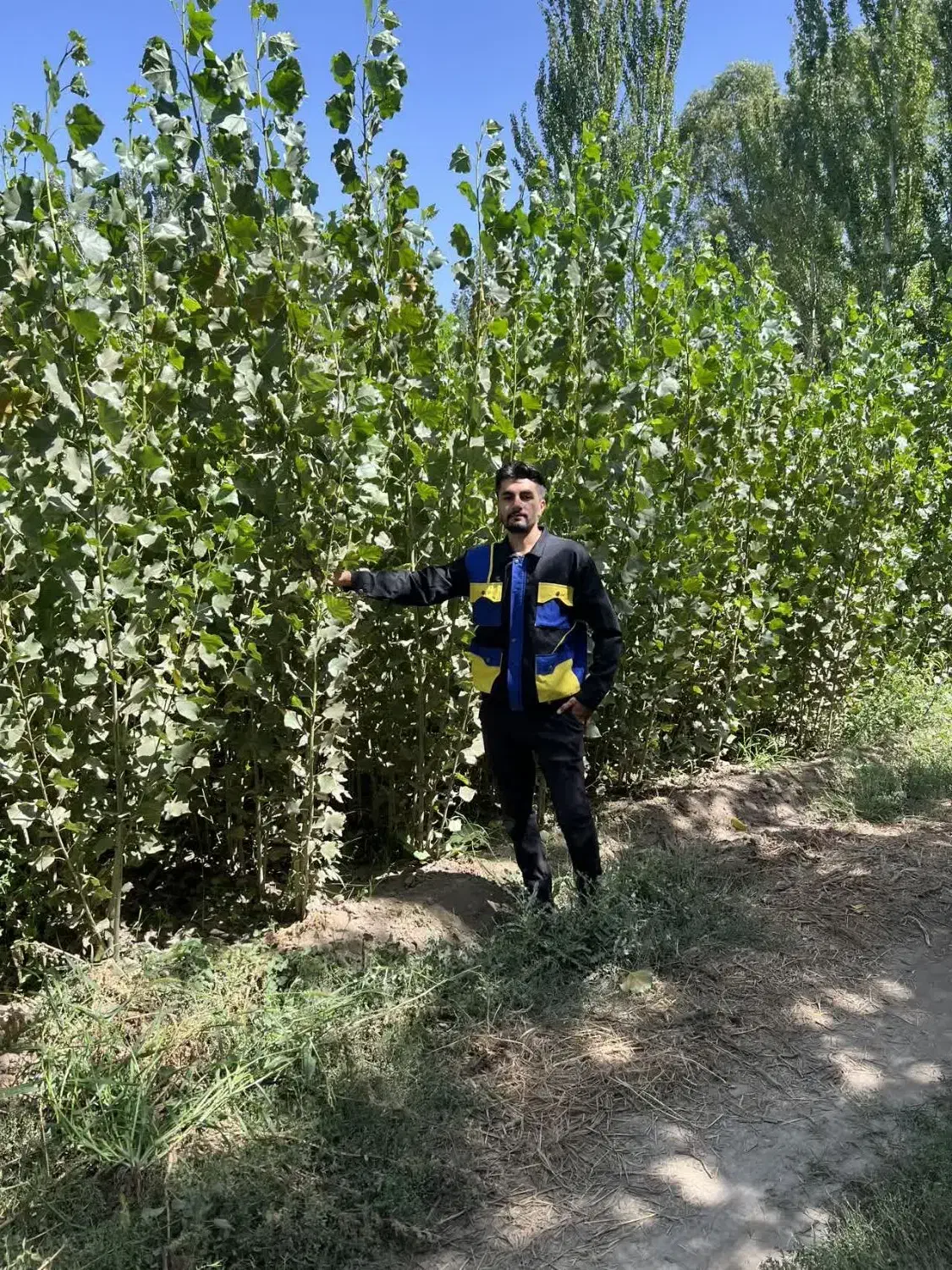 تولید نهال سنوبر اصلاح شده|خدمات باغبانی و درختکاری|ارسنجان, |دیوار