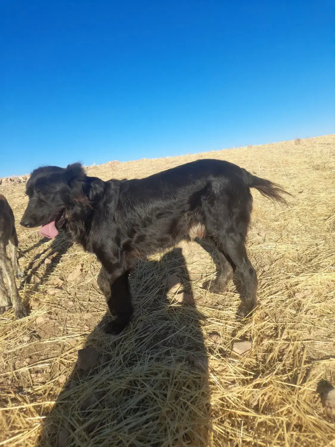 سگ سرابی|سگ|گیلان غرب, |دیوار