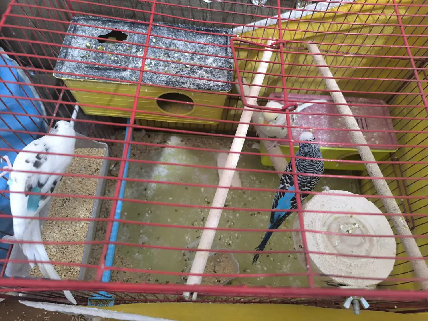 پرنده|پرنده|شیراز, کوشک میدان|دیوار