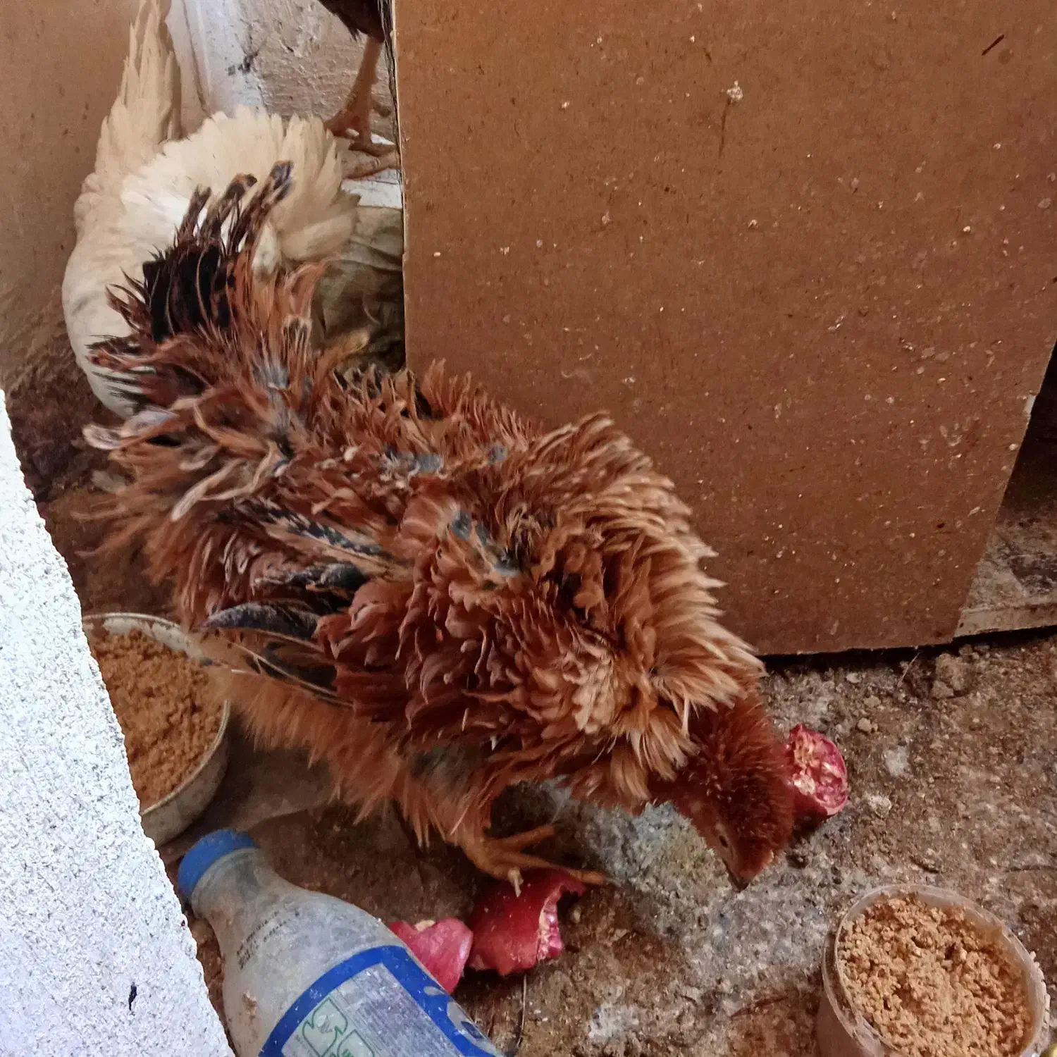 مرغ و خروس زینتی سلطان|حیوانات مزرعه|ساوه, |دیوار