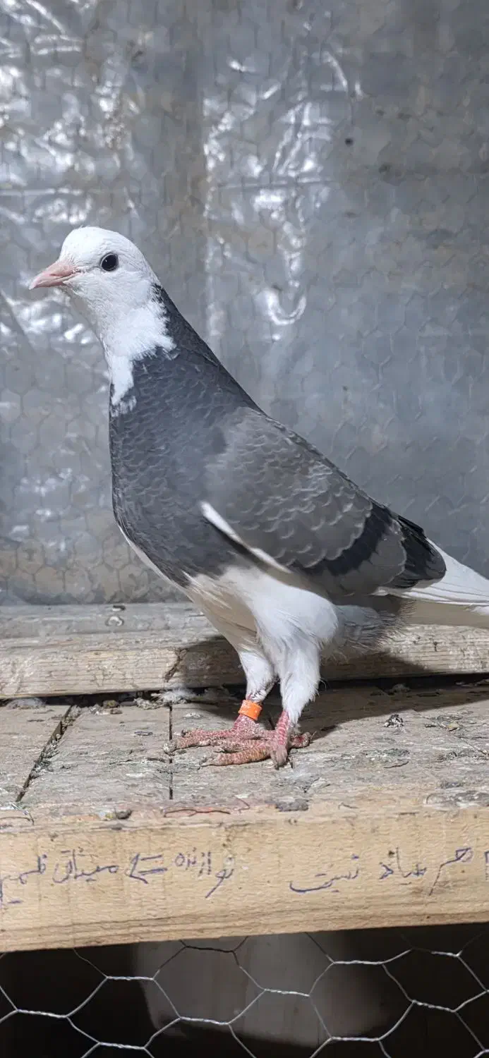 جوجه کبوتر|پرنده|تفرش, |دیوار