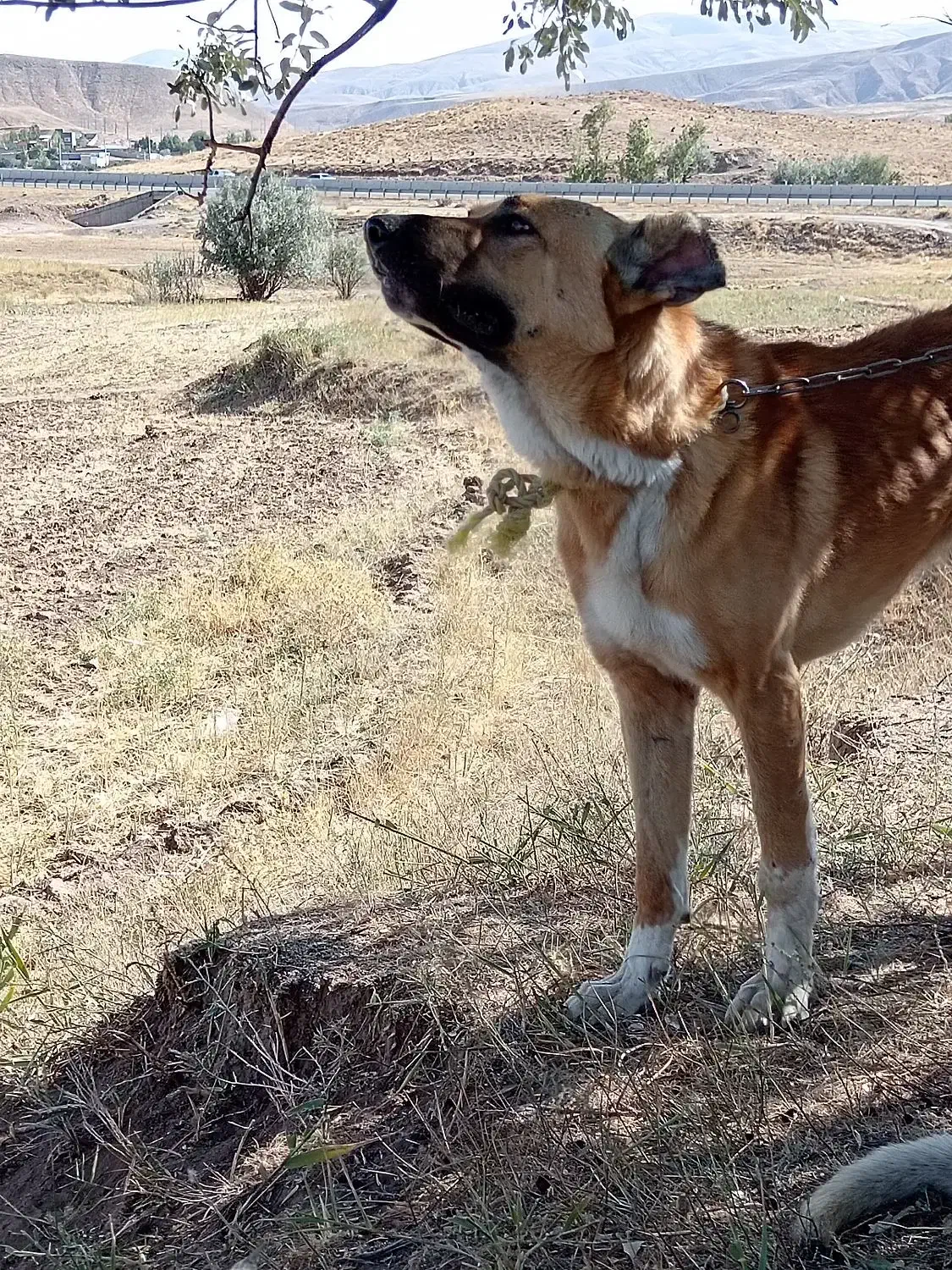 سگ... معاوضه|سگ|خواجه, |دیوار