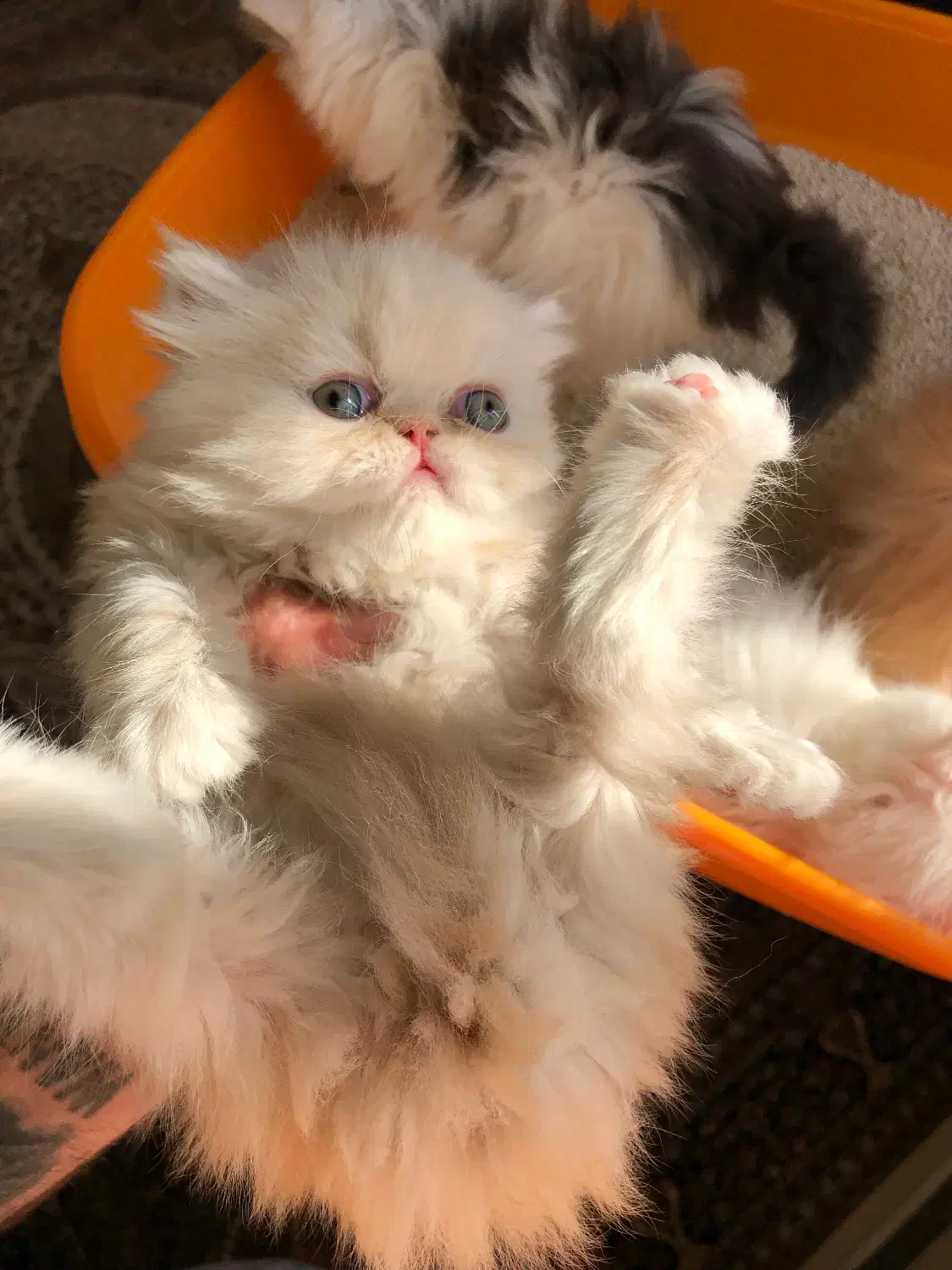 بریتیش گلدن وایت|گربه|چهاردانگه (تهران), |دیوار