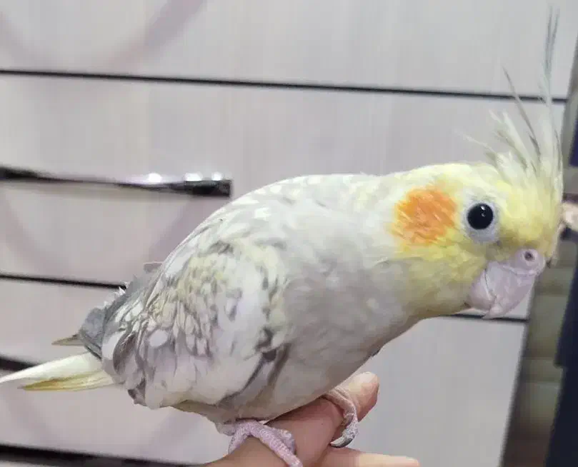 عروس هلندی و مرغ عشق|پرنده|آبادان, |دیوار