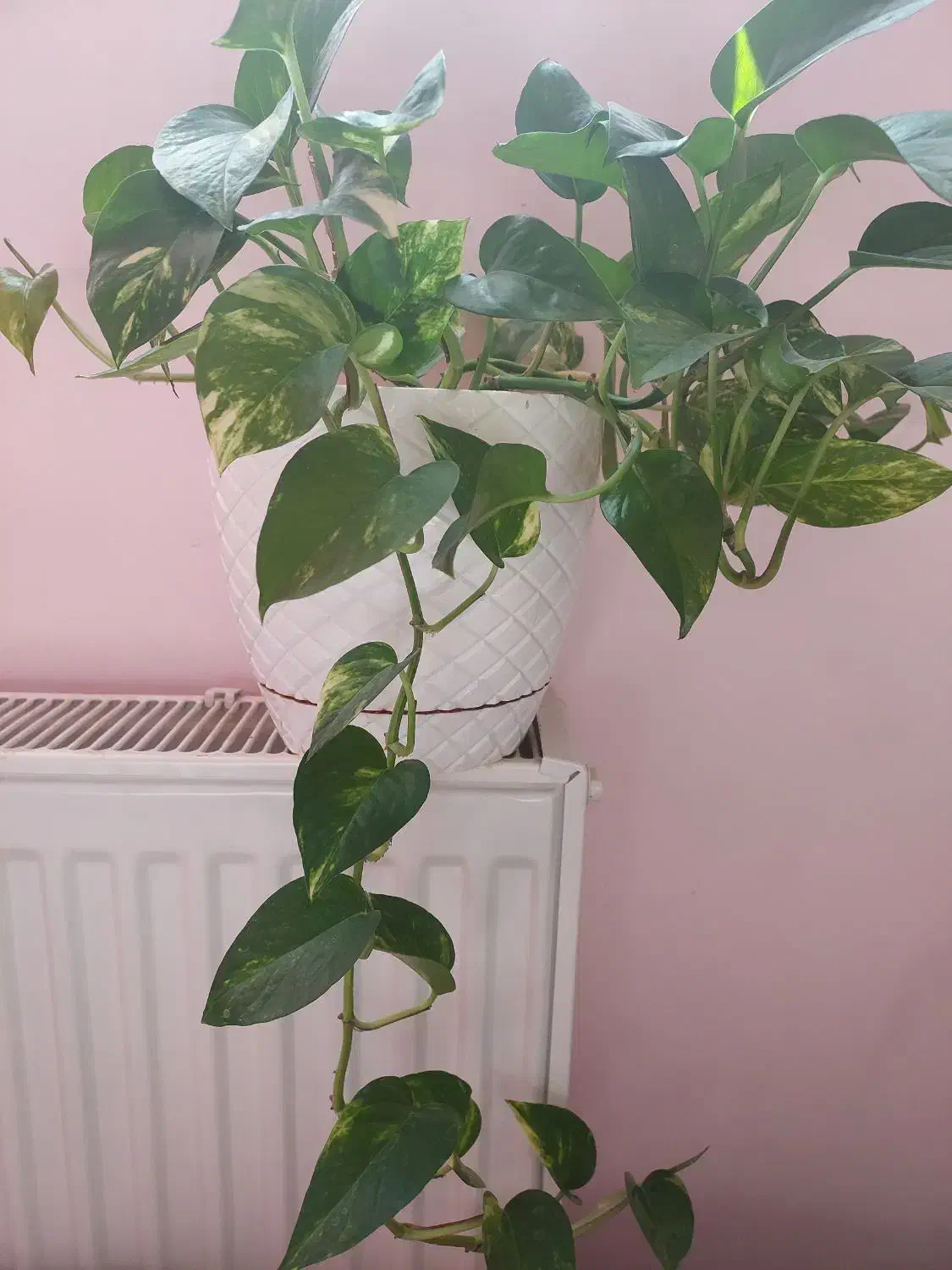 تعدادی گل پتوس|گل و گیاه طبیعی|صدرا-فارس, فاز ۲|دیوار