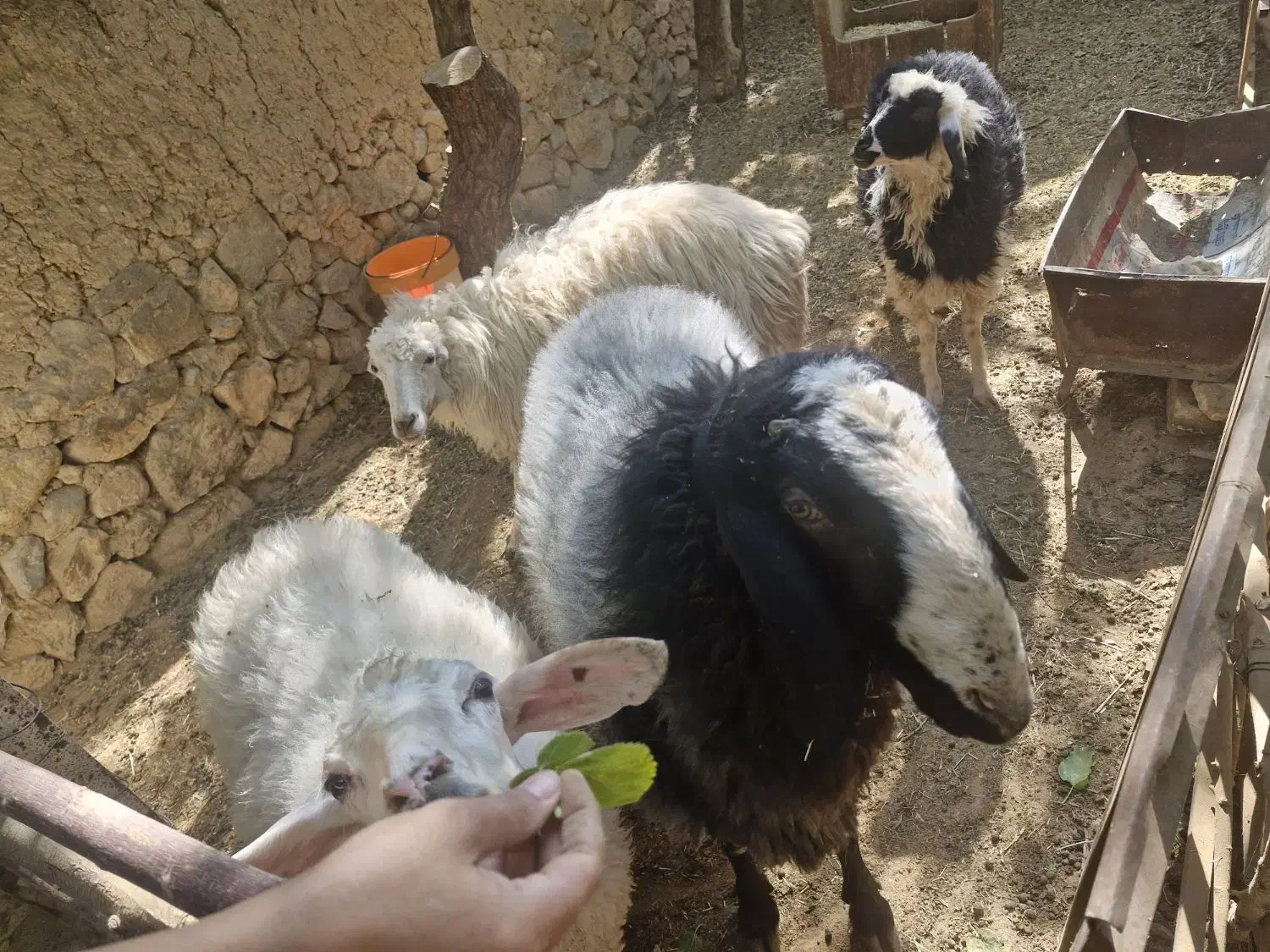 بره نر افشاری قوچ افشاری جوان و سرحال و زیرک|حیوانات مزرعه|تفت, |دیوار