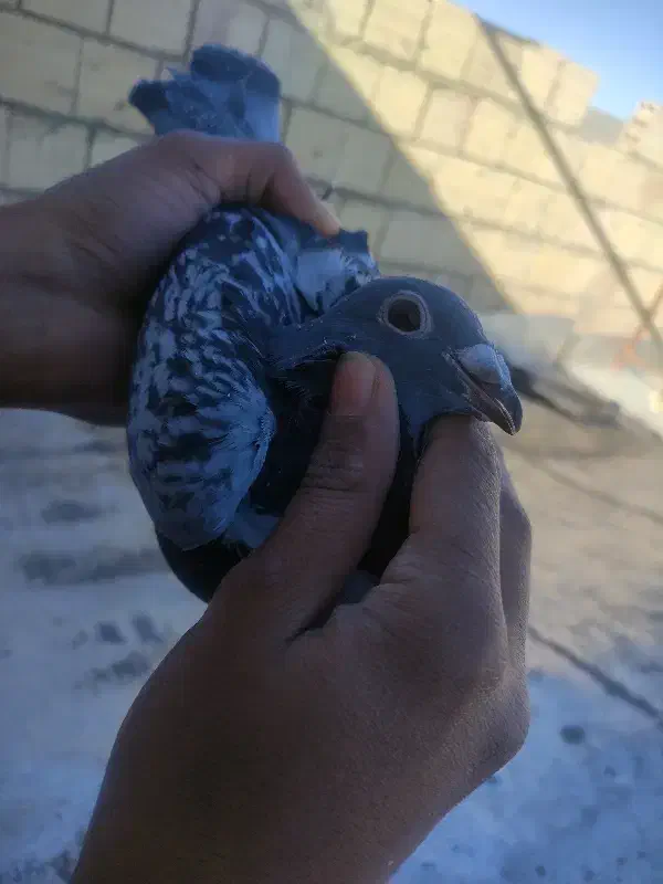 فروش 3جفت کفتر عتیقه کم یاب|پرنده|بیرجند, |دیوار