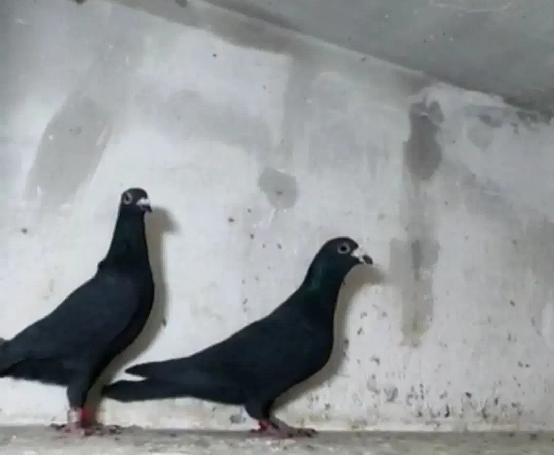 یک جفت زاغ مسافتی|پرنده|تهران, اوین|دیوار