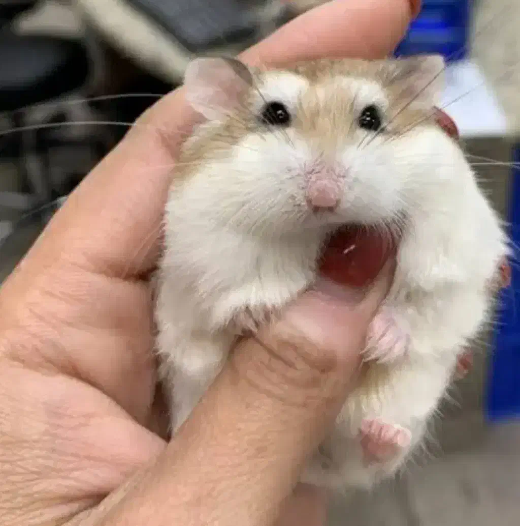 دنیای همستر در مرکز اصلی جوندگان.متن اگهی مهم است|موش و خرگوش|اصفهان, بهاران|دیوار