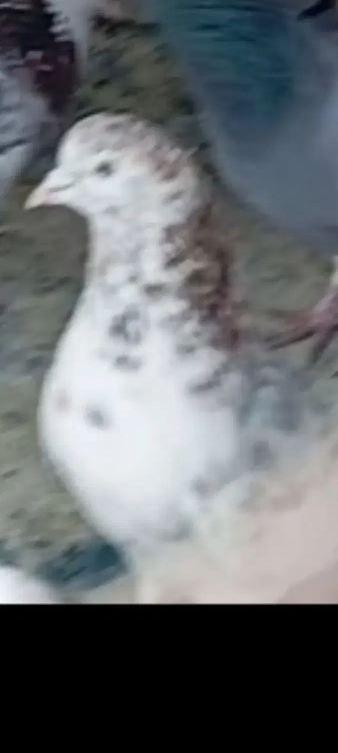 کبوتر|حیوانات|پاکدشت, پاکدشت (مامازند)|دیوار