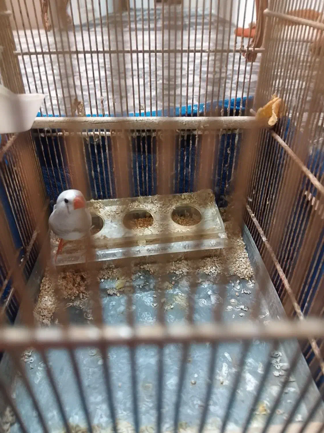 یک عدد فنچ نر همراه با قفس به فروش می رود|پرنده|رباط‌کریم, رباط‌کریم|دیوار