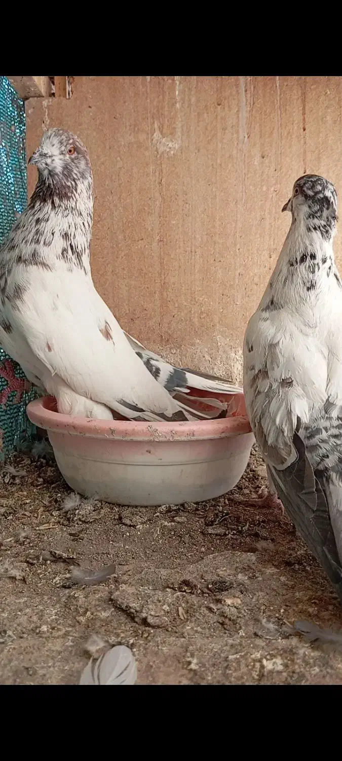 کفتر|پرنده|سیرجان, |دیوار