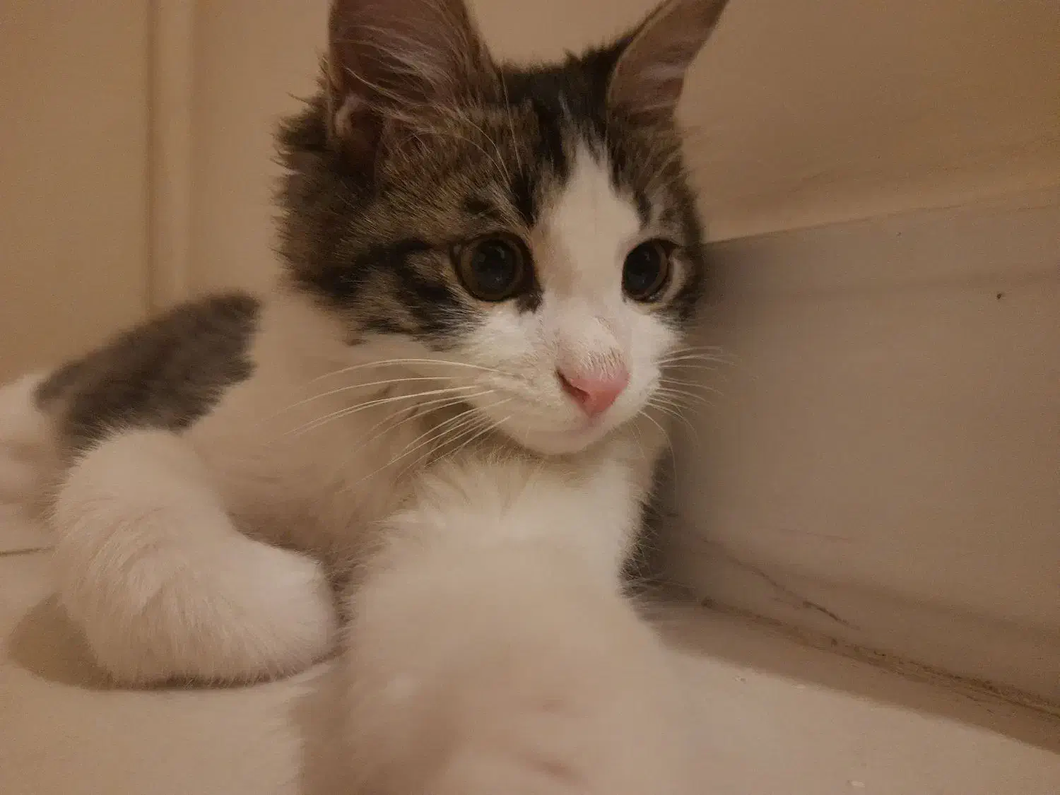 گربه dsh|گربه|تهران, دروس|دیوار