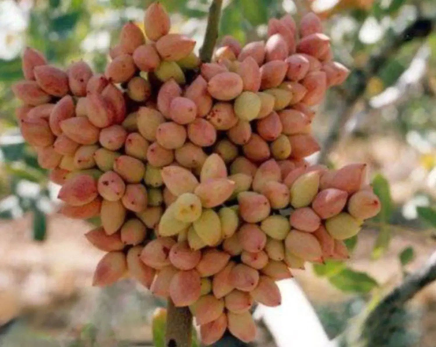 نهال پسته|گل و گیاه طبیعی|کرمان, |دیوار
