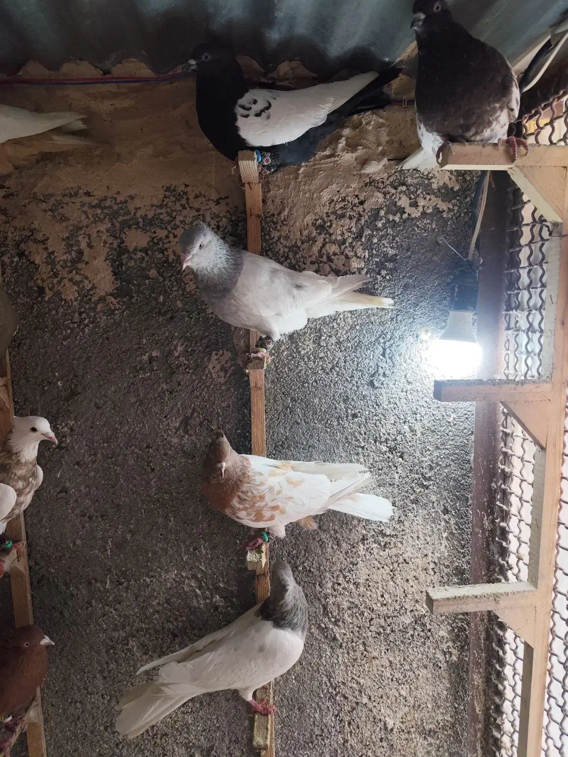 کفتر رنگه|پرنده|مشهد, کارمندان دوم|دیوار