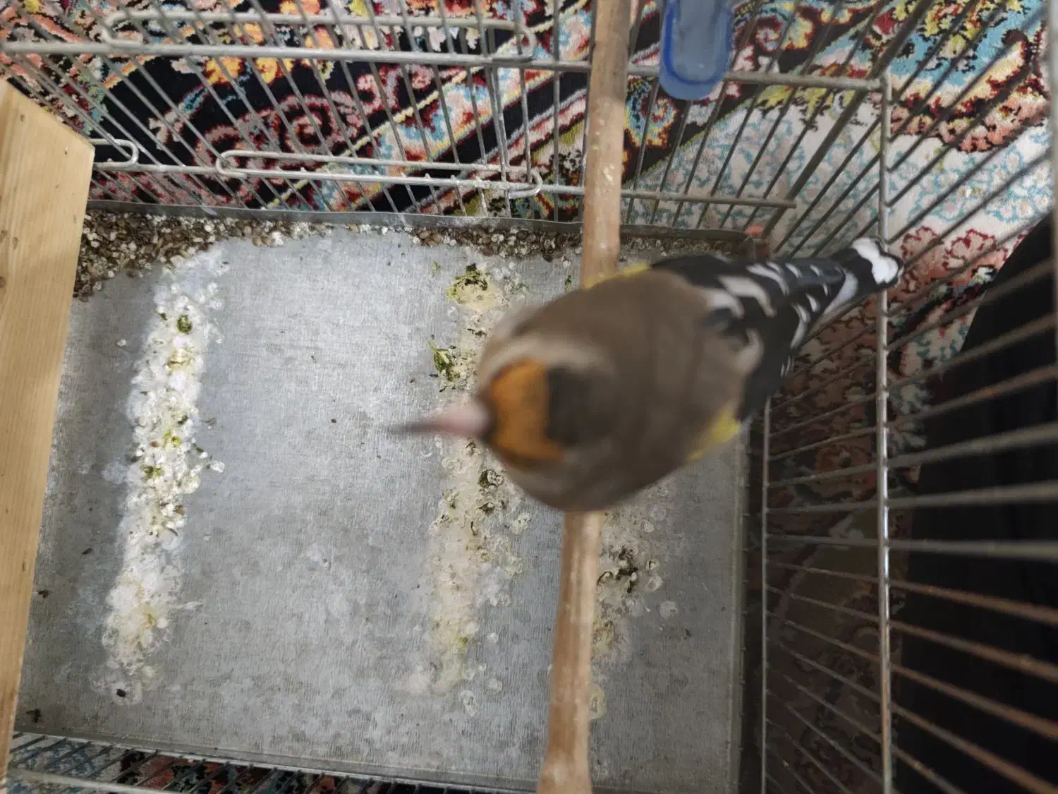 سهره گمشده|پرنده|شیراز, سعدیه شمالی|دیوار