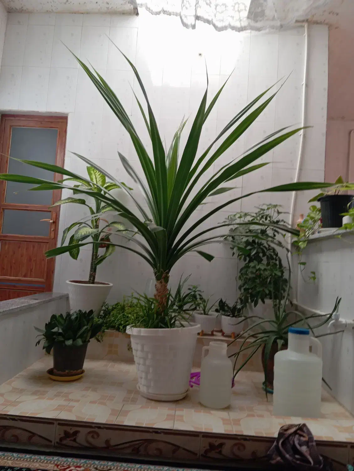 گل پاندانوس|گل و گیاه طبیعی|صحنه, |دیوار