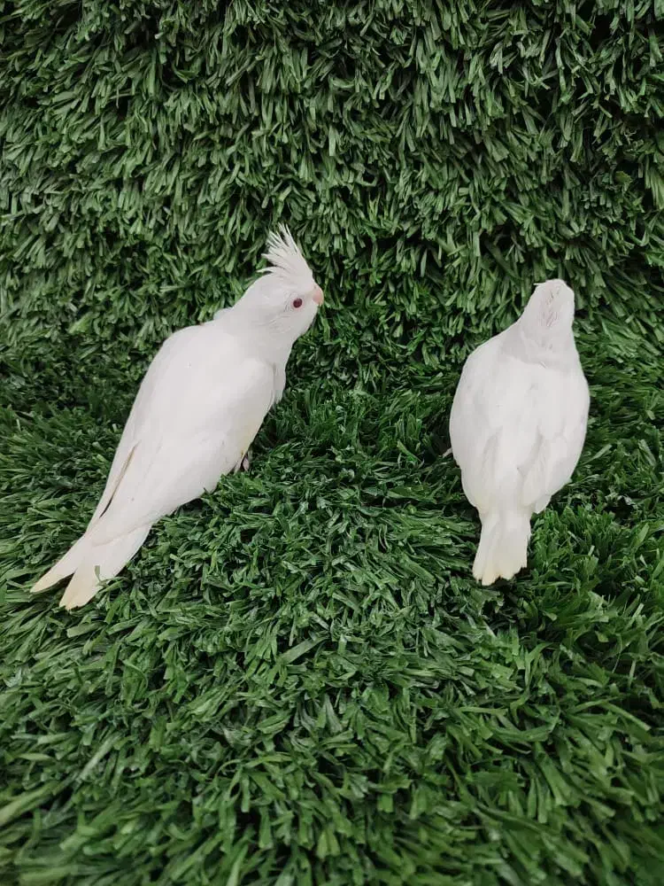 عروس|پرنده|قشم, |دیوار