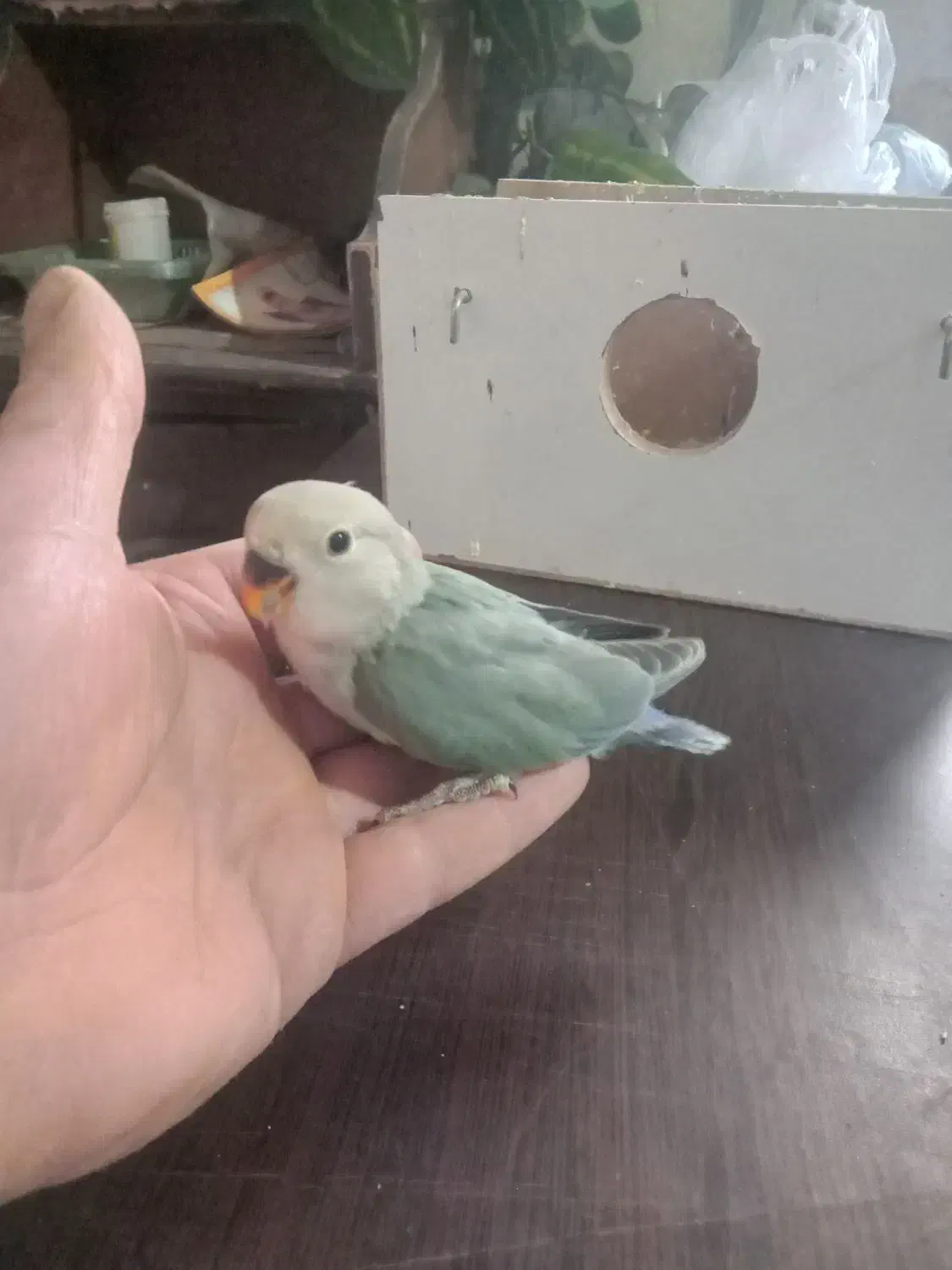 کوتوله  سولاکی|پرنده|باسمنج, |دیوار