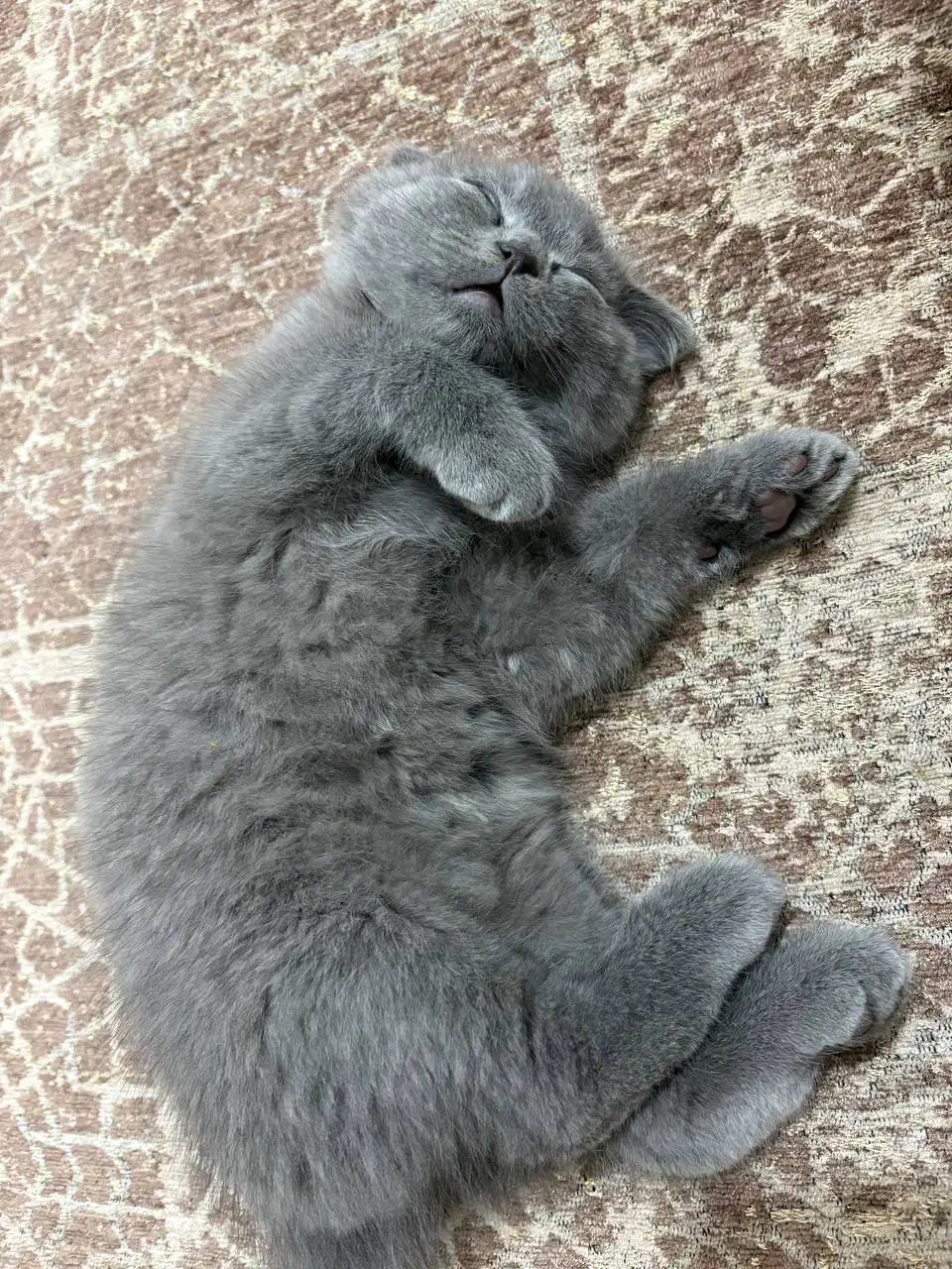 گربه|گربه|کرمانشاه, |دیوار