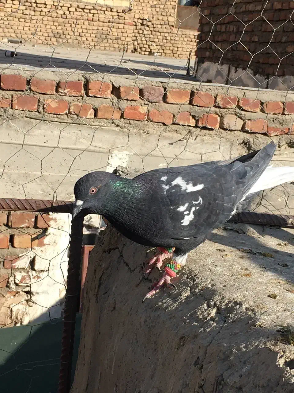 پرنده|پرنده|زاهدان, |دیوار