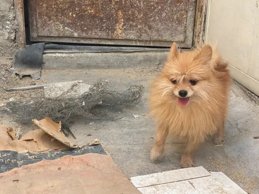 پامر روباهی خالص|سگ|اصفهان, هفتون|دیوار