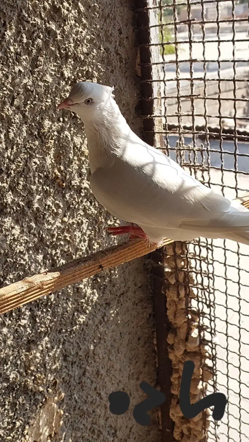 چندتاکبوترخوب|پرنده|بندرعباس, |دیوار