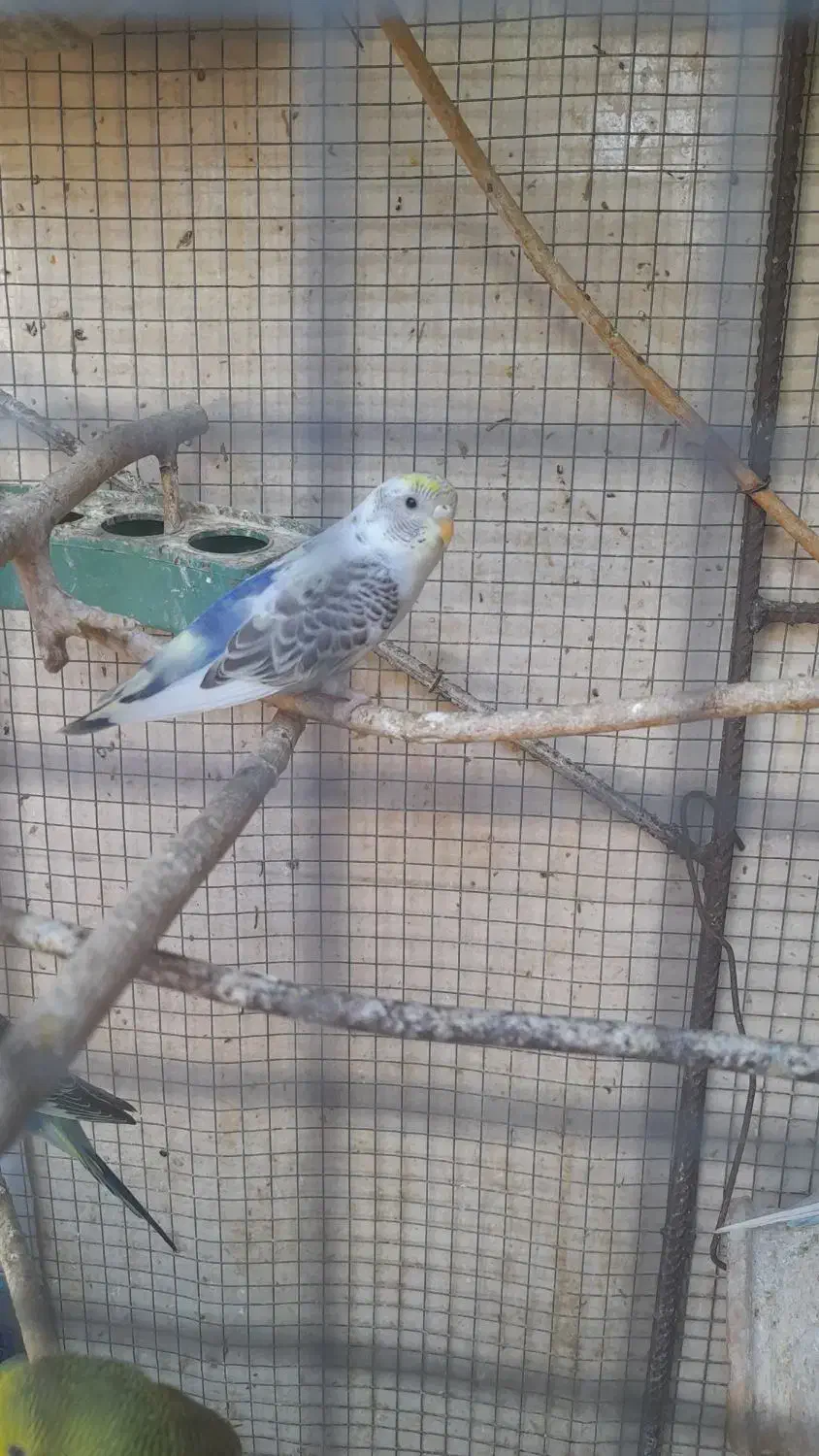 مرغ عشق رنگی|پرنده|بندرعباس, |دیوار