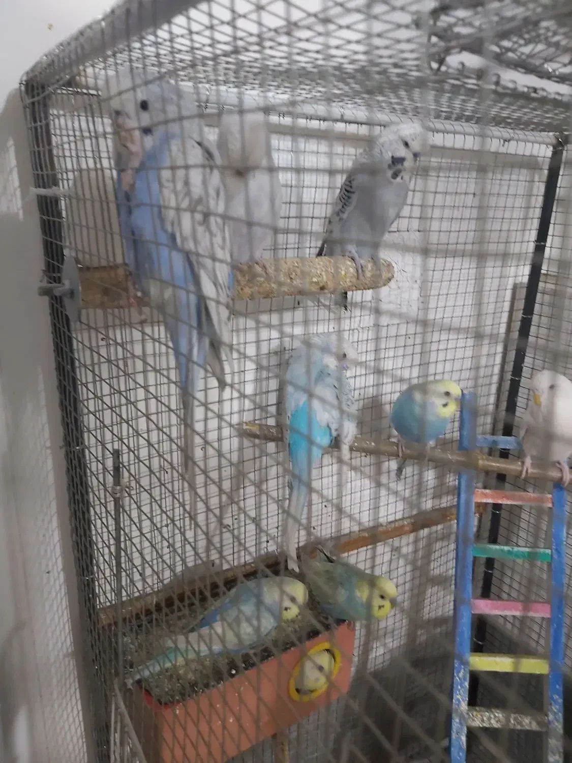 مرغ عشق|پرنده|مشهد, عیدگاه|دیوار