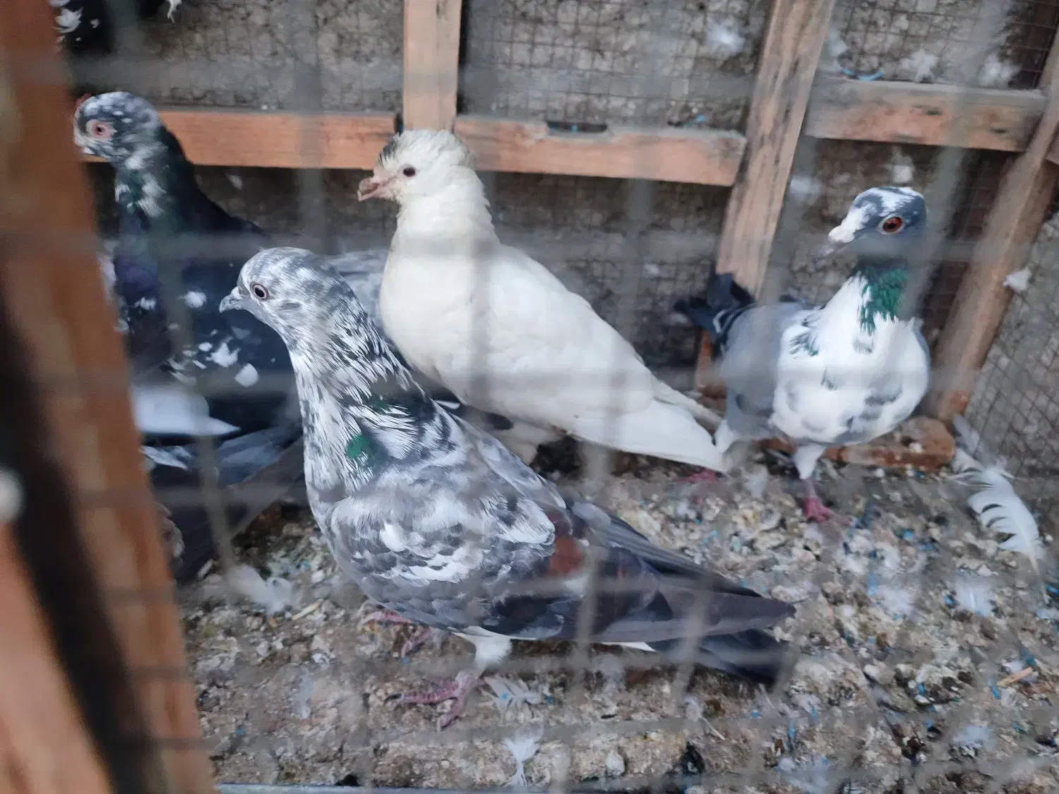 کبوتر ارزان جم|پرنده|جم, |دیوار