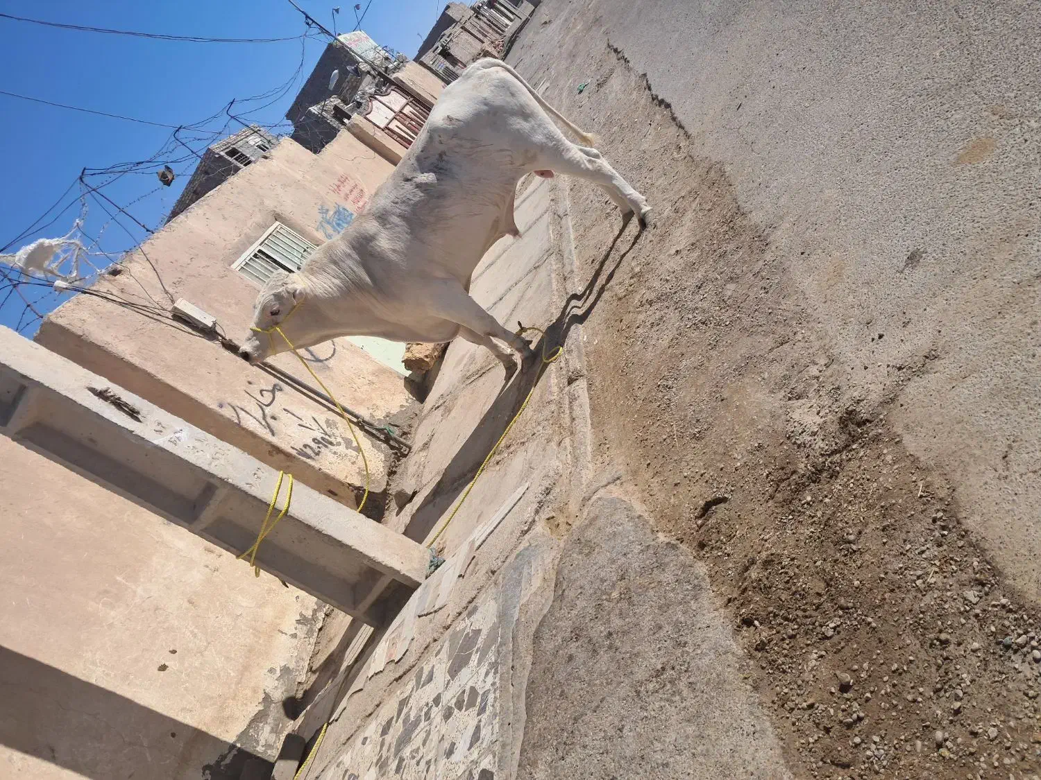 گفتار گوساله|حیوانات مزرعه|خمک, |دیوار