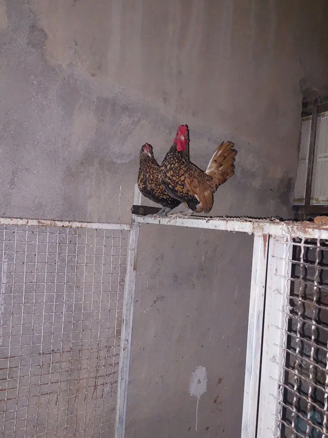 مرغ مینیاتری|حیوانات مزرعه|خرمشهر, |دیوار