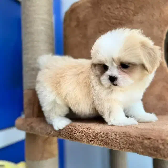 سگ مالتیپو|سگ|قم, نیروگاه|دیوار