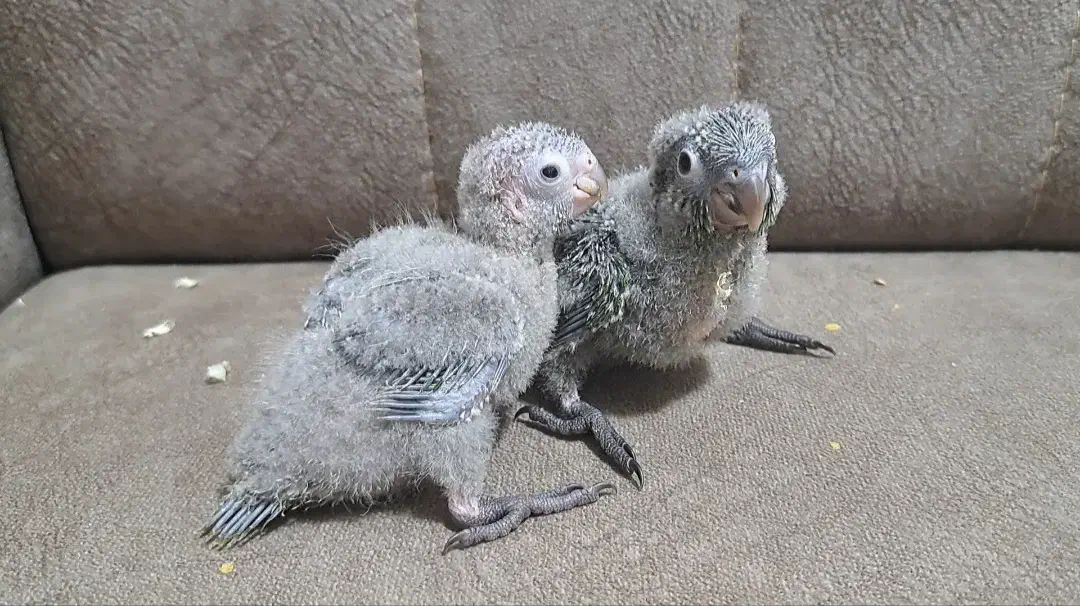 طوطی گرینچیک بلک کپ|پرنده|قائم‌شهر, |دیوار