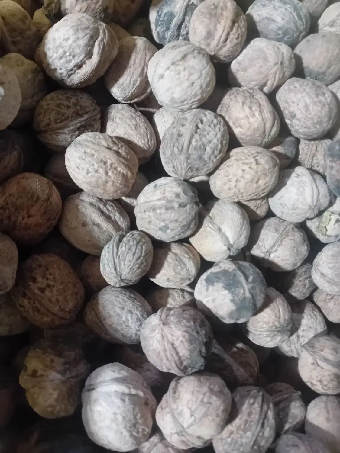 شیره انگور کیلویی ۵۰۰وگردوی تازه شیروان کیلویی ۳۵۰|خوردنی و آشامیدنی|تهران, ابوذر|دیوار