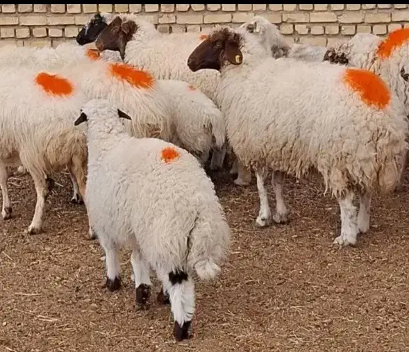 طرح فروش بره پرواری پلاک سلامت استاندارد زنده|حیوانات مزرعه|مشهد, آبکوه|دیوار